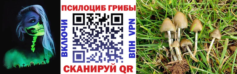 Псилоцибиновые грибы Psilocybine cubensis  закладки  Коркино 